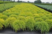 chamaecyparis-pisifera-sungold-30-35-cm-c5 (1)